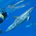 Swimming-with-Dolphins